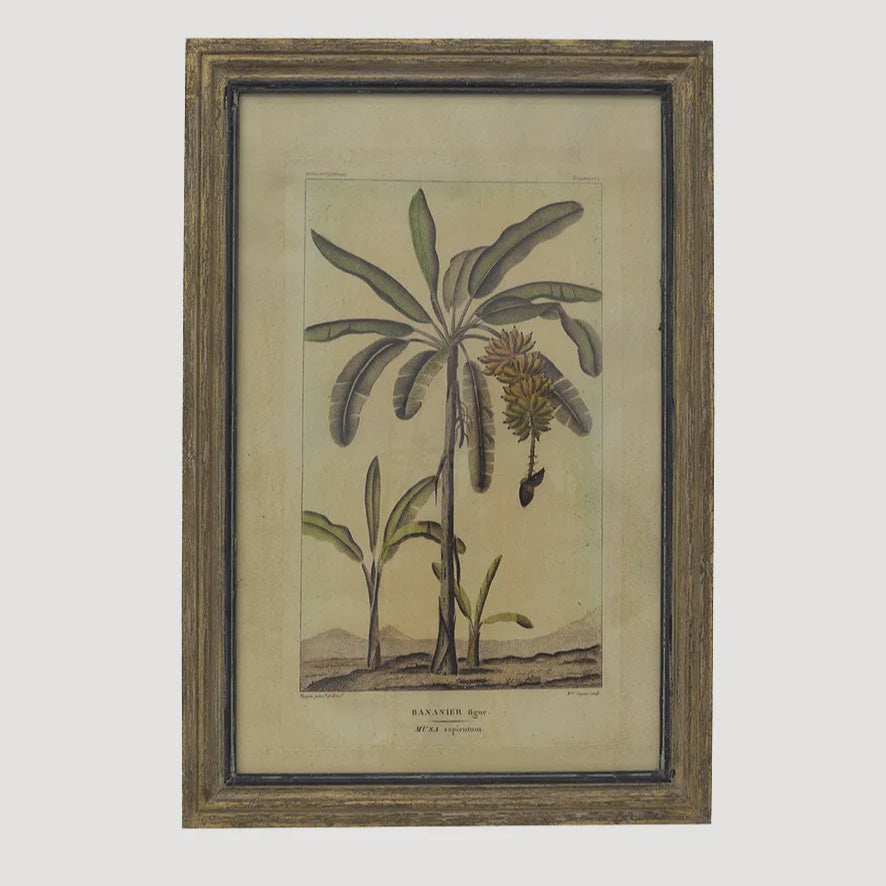 Botanical Wall Art Species A