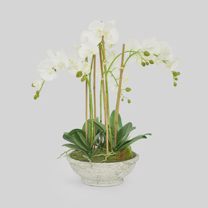 Orchid in White Pot 65cm