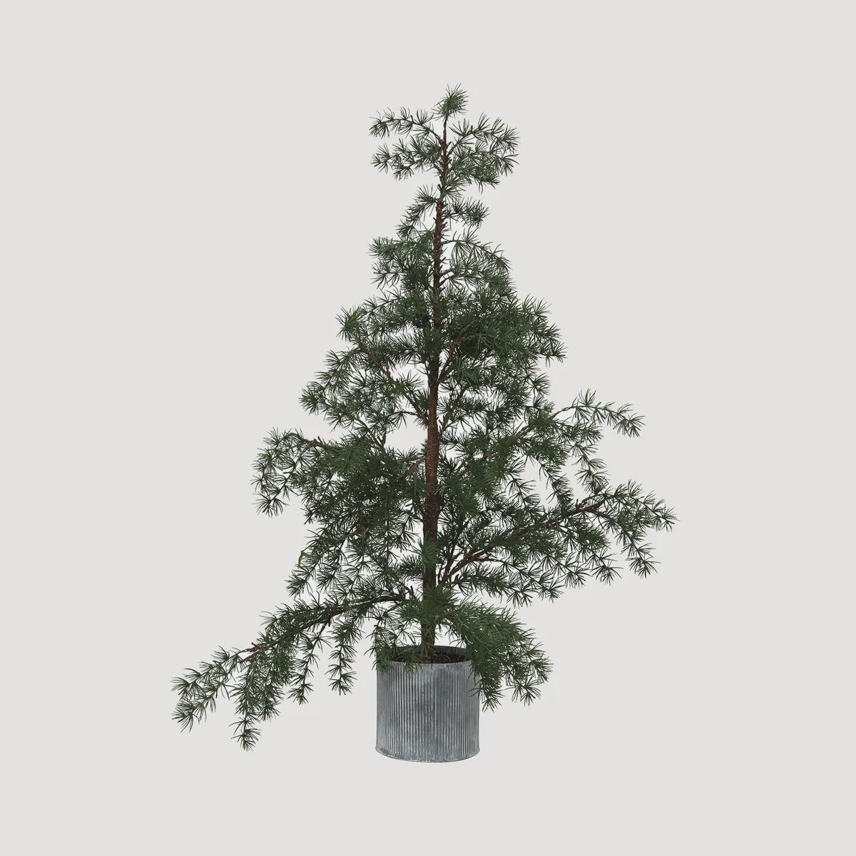 Medium Potted Fraser Fir Tree