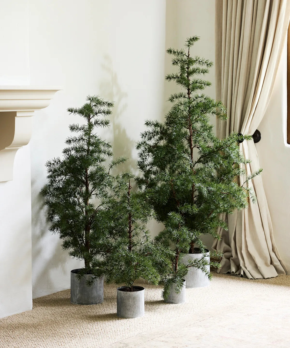 Large Potted Fraser Fir Tree