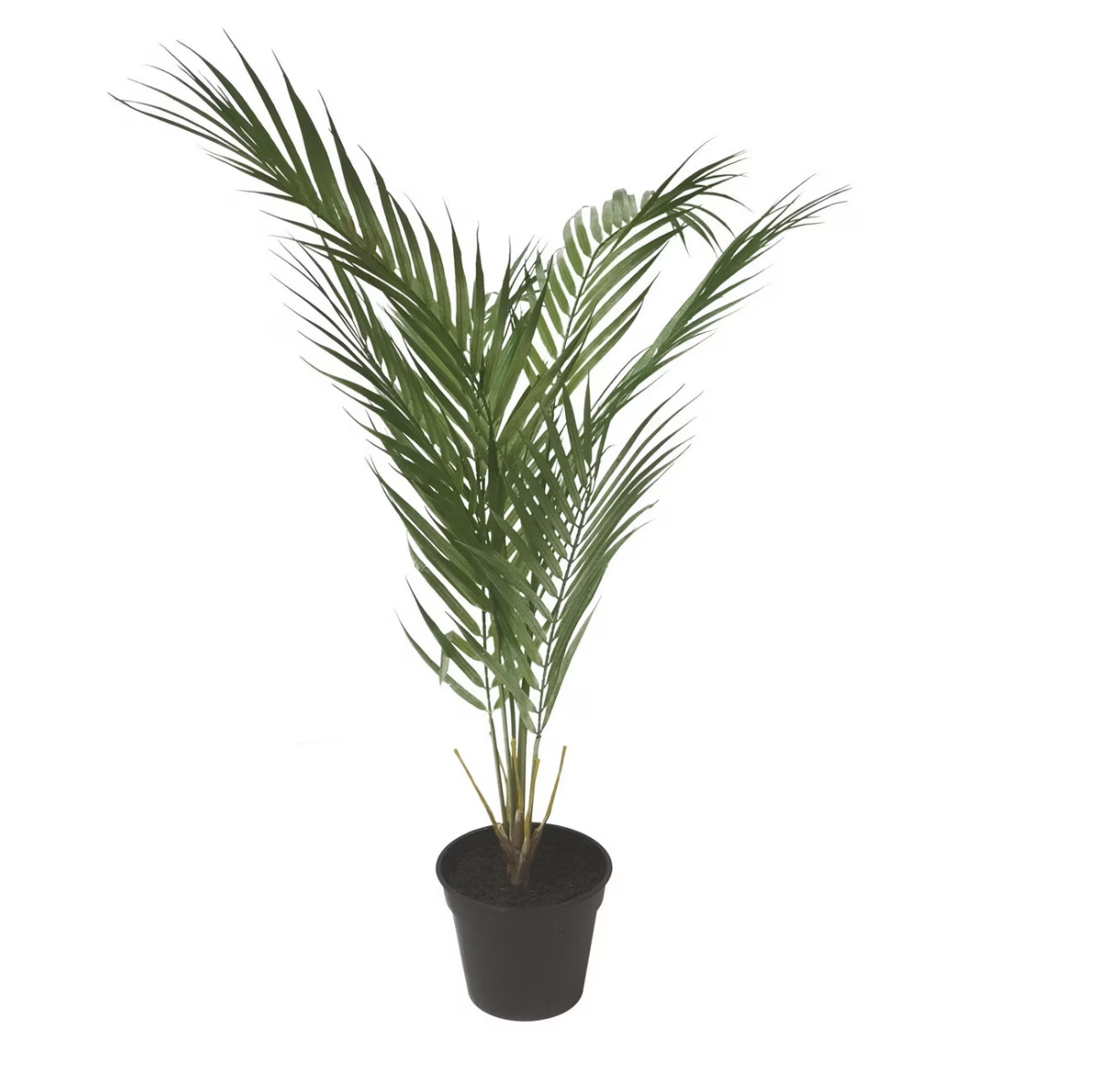 Artificial Fern