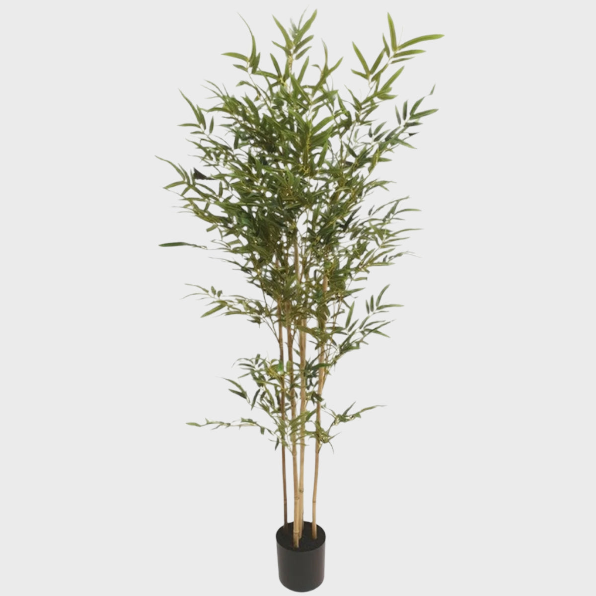 Bamboo Tree